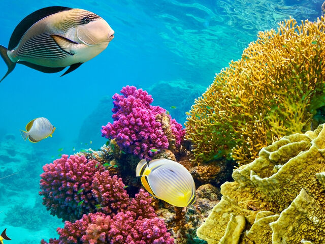Sharm El Sheikh Turu